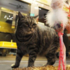 新加坡5星级猫咪宠物旅店