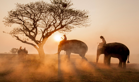 泰国大象晨间踏尘而行如涉仙境